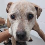 Cadela em situação de abandono é resgatada em Piracicaba (SP)