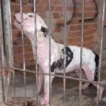 Homem é preso em flagrante por maus-tratos aos animais