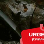 Boi morre após provocar acidente em Piracicaba com três carros e seis pessoas