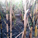 Funcionários da Raízen/Cosan encontram corpo em canavial incendiado em Piracicaba