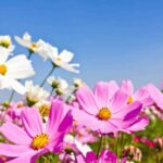 Primavera começa às 03h50 deste sábado (23)