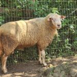 Prefeitura de Piracicaba realiza hoje (20) leilão de lote de animais de grande porte provenientes de resgate
