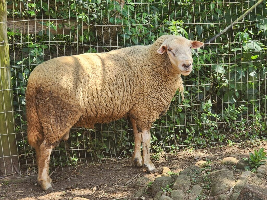 Prefeitura de Piracicaba realiza hoje (20) leilão de lote de animais de grande porte provenientes de resgate