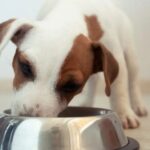 Câmara derruba veto da Prefeitura e mantém Banco de Ração para Animais em Piracicaba