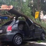 Em uma semana, temporais derrubaram mais de 160 árvores em Piracicaba (SP)