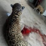 Caso de ataque de onça-pintada que viralizou no WhatsApp não foi em Piracicaba (SP)