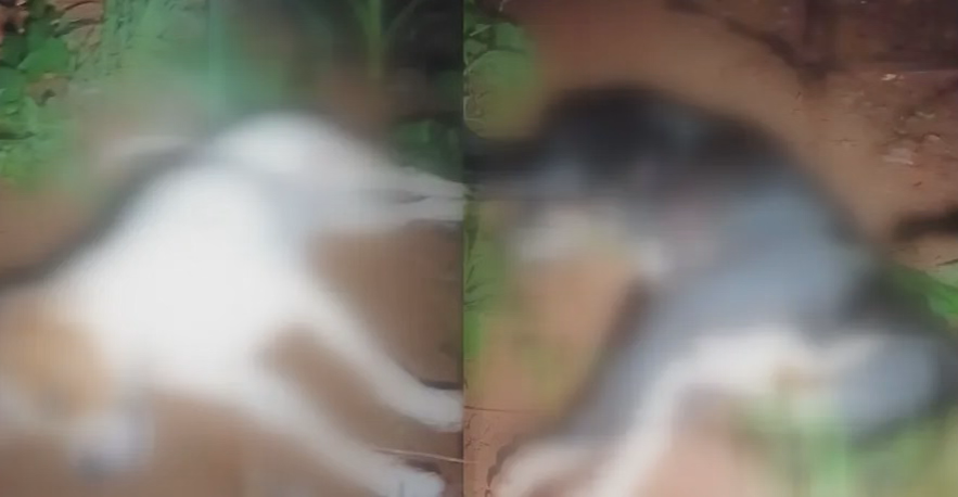 Idoso é acusado de matar cachorros da vizinha eletrocutados