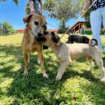 Prefeitura lança campanha Dezembro Animal para estimular adoção de pets em Piracicaba (SP)