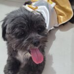 “Cadê a Lola?”: bebê pede por sua cachorrinha de nove anos desaparecida em Piracicaba
