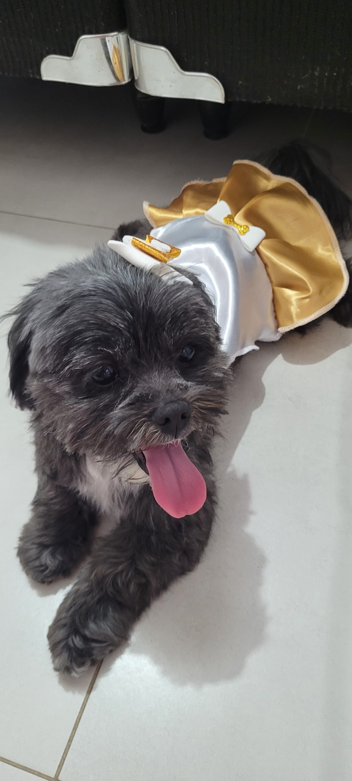 “Cadê a Lola?”: bebê pede por sua cachorrinha de nove anos desaparecida em Piracicaba