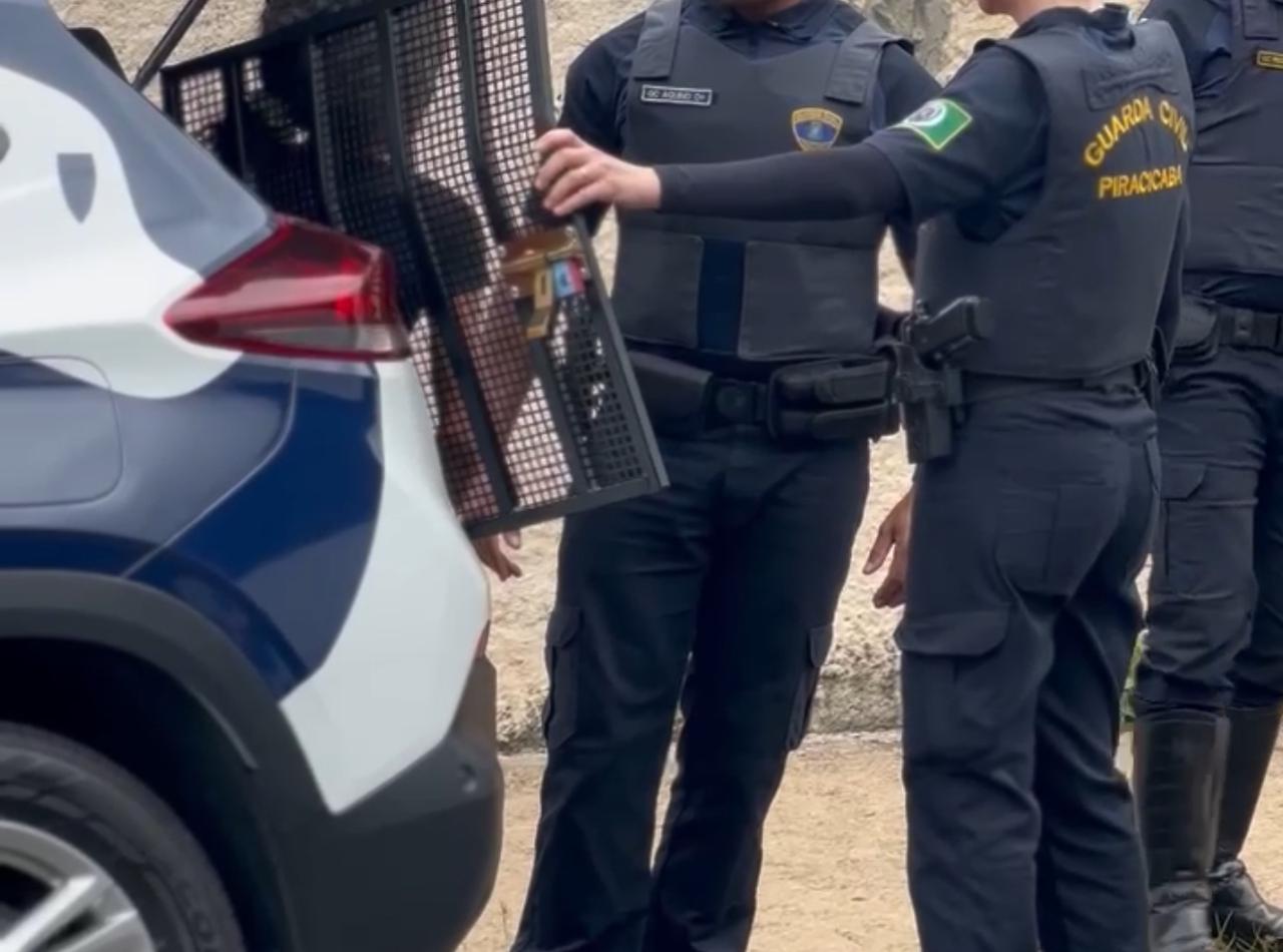 Mulher é presa após denúncia de maus-tratos contra animais em Piracicaba (SP)