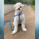 “Estou desesperada”: família tenta encontrar cachorro perdido em Piracicaba