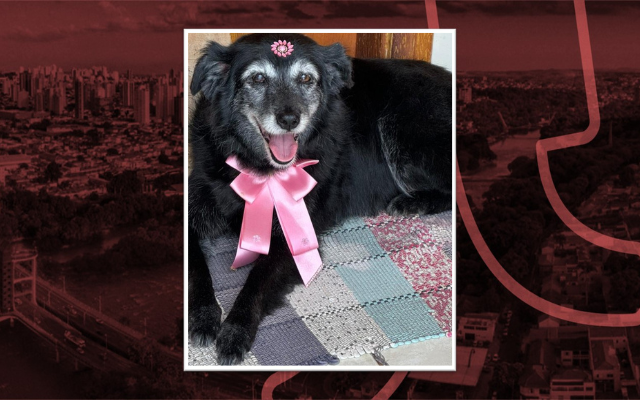 Com medo dos fogos na virada do ano, cachorra foge em Piracicaba; dona tenta encontrá-la