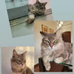 Adotado há 10 anos, família procura por gato desaparecido em Piracicaba (SP)