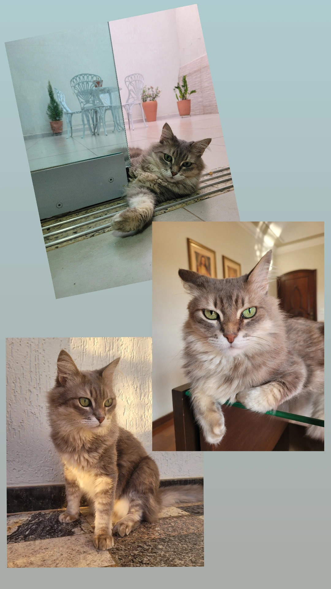 Adotado há 10 anos, família procura por gato desaparecido em Piracicaba (SP)