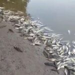 Rio Piracicaba amanhece com milhares de peixes mortos nesta terça (02)