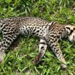 Jaguatirica é encontrada morta em Piracicaba (SP)