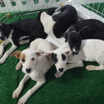 ADOTE UM PET: Delta Supermercados realiza mais uma edição da ‘Feirinha de Adoção’ neste fim de semana em Piracicaba