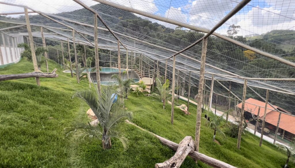 Tigres siberianos chegam a santuário em Joanópolis (SP) e já aproveitam nova casa