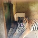 Tigres siberianos são transferidos do Zoo de Piracicaba para santuário em Joanópolis