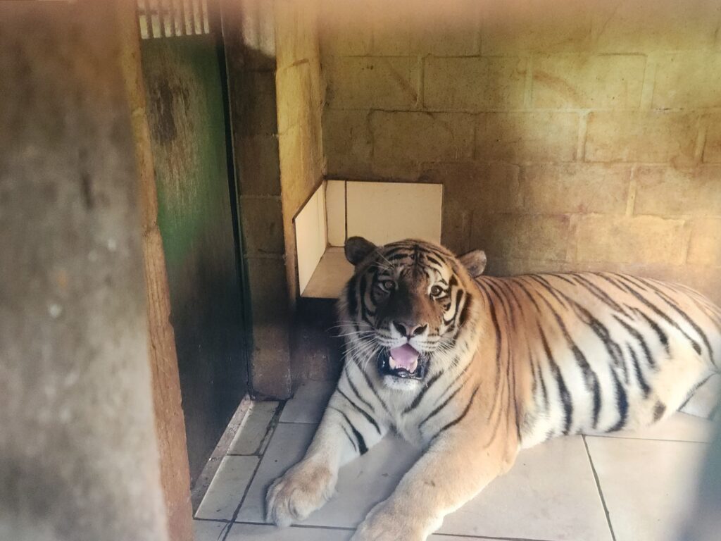 Tigres siberianos são transferidos do Zoo de Piracicaba para santuário em Joanópolis