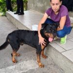 Mulher resgata cachorro perdido em rodovia de Piracicaba e busca pelo tutor do animal