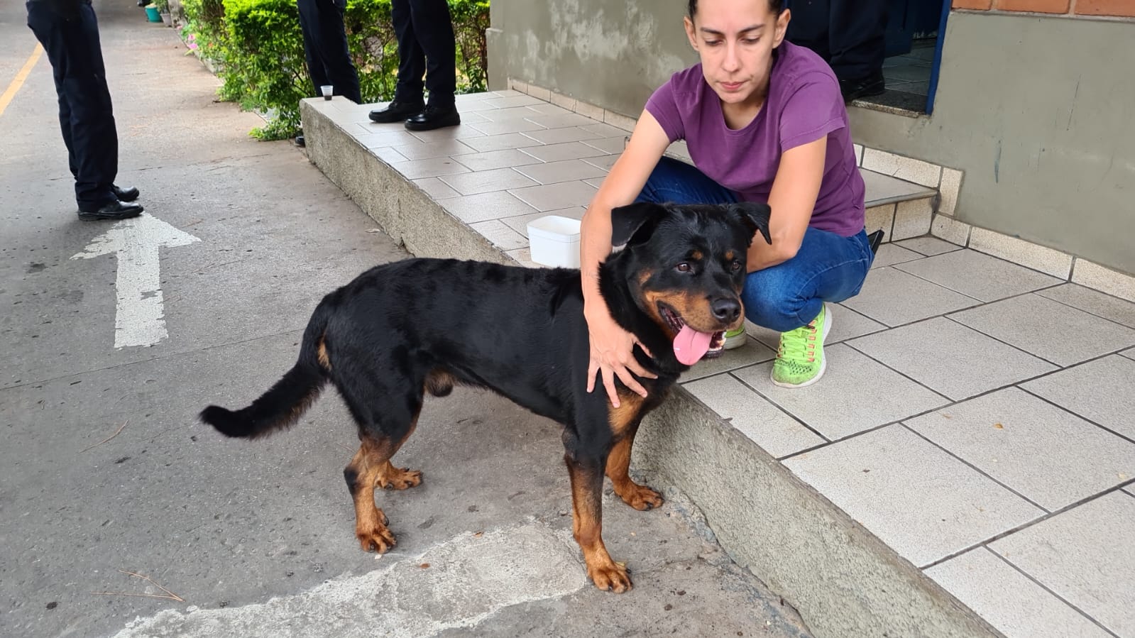 Mulher resgata cachorro perdido em rodovia de Piracicaba e busca pelo tutor do animal