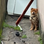 Mulher é detida por abandono de quatro crianças e maus-tratos a cadela em Piracicaba