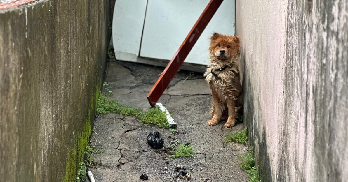 Mulher é detida por abandono de quatro crianças e maus-tratos a cadela em Piracicaba