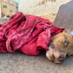 Cães em situação de maus-tratos são resgatados em Piracicaba; dois estavam extremamente debilitados