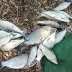 41 kg de peixes são apreendidos pela Polícia Ambiental em pesca ilegal no Rio Piracicaba