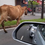 Vaca passeia livremente em uma das principais avenidas de Piracicaba (SP)