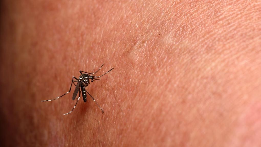 Piracicaba confirma primeiro caso de chikungunya em 2024; conheça os sintomas