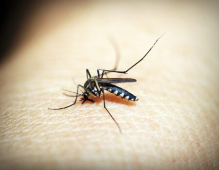 Piracicaba registra queda histórica nos casos de dengue em 2026