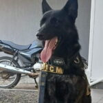 Cão Radú fareja drogas e GC apreende 130 porções de maconha, cocaína e crack em Piracicaba