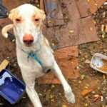 Cães em situação de maus-tratos são resgatados pela Guarda Municipal em Piracicaba
