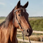 Cavalo em situação de maus-tratos é encontrado acorrentado e com ferimentos nas patas em Piracicaba
