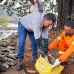 Força-tarefa criada pela Prefeitura retirou quase 3 toneladas de peixes mortos do Rio Piracicaba