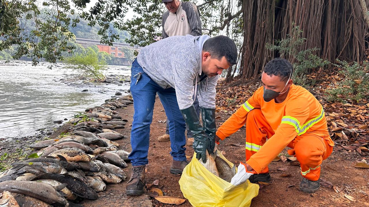 Força-tarefa criada pela Prefeitura retirou quase 3 toneladas de peixes mortos do Rio Piracicaba