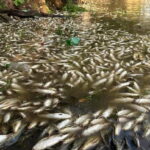 Mortandade de peixes atinge o pantanal paulista em Piracicaba e Governo Federal é acionado para fazer intervenção