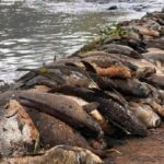 Freezers lotados de peixes causam prejuízos a pescadores no ‘pantanal piracicabano’