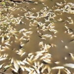 Rio Piracicaba amanhece com milhares de peixes mortos pela segunda vez este ano