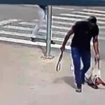 Vídeo: cão é arrastado e agredido por funcionário de empresa; Polícia Civil de Piracicaba indicia agressor
