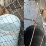 Homem é preso por maus-tratos na região de Piracicaba; sete cães, incluindo uma pitbull cega, foram salvos