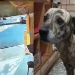 Homem que matou cão a facadas passa por audiência de custódia e segue preso na Região Metropolitana de Piracicaba