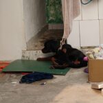 Rottweiler que vivia acorrentado, sofria agressões e passava fome é resgatado em Piracicaba