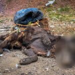 Quantidade assustadora de restos mortais de animais é encontrada em terreno abandonado em Piracicaba