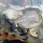 Após tragédia, 95 mil peixes são soltos no rio Piracicaba