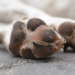 Cão é encontrado morto embaixo de sofá em Piracicaba; caso é investigado