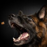 Mulher é atacada por cão solto em Piracicaba; vítima precisou de atendimento na UPA